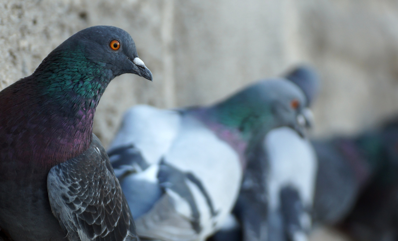 A reminder to consult 2025 general licences for bird management